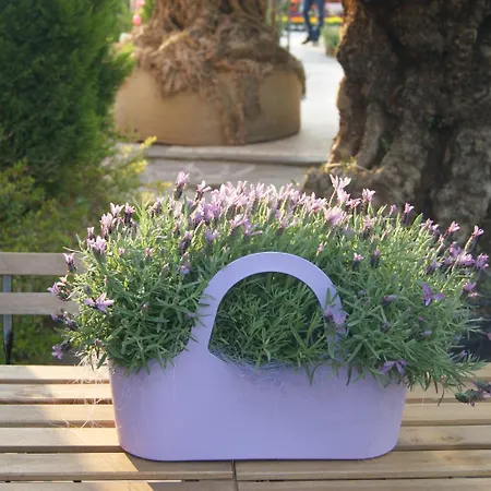 Residenza I Ciclamini Bed & Breakfast 4*