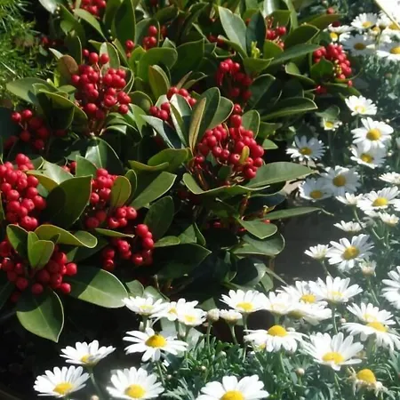 Residenza I Ciclamini